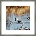 A Geese Gathering Framed Print