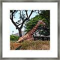 A Giraffe Rests In Honolulu Framed Print