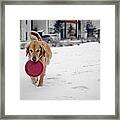 A Golden And His Frisbee Framed Print