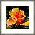 A Golden Rose Framed Print