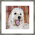 A Goldendoodle Lying On A Lawn Chair Framed Print