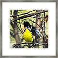 A Goldfinch With A Rose-breasted Grosbeak In The Background Framed Print