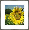 A Grand Sunflower Framed Print