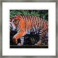 A Grumpy Tiger Framed Print