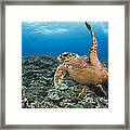 A Hawksbill Turtle In Fiji Framed Print