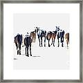 A Herd Of Wild Horses On Navajo Indian Reservation Framed Print