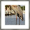 A Heron In The Marina Framed Print