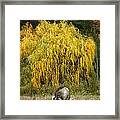 A Horse And A Willow Tree Framed Print