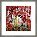 A Japanese Maple Tree Framed Print