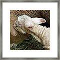 A Kiss For Mom Framed Print