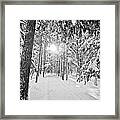 A Light In The Woods Framed Print