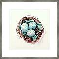 A Nest Of Little Eggs Framed Print