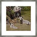 A Pack Of 4 White Bengal Tigers Playing In A River Framed Print