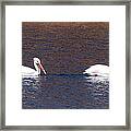 A Pair Of Pelicans Framed Print