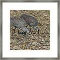 A Pair Of Sandhill Cranes Framed Print