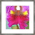 A Purple Cattelaya  Orchid Framed Print