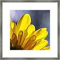 A Ray Of Sunshine Framed Print