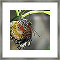 A Real Beauty Framed Print