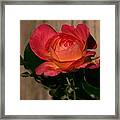 A Red Rosr Against A Weathered  Wood Background Framed Print