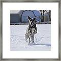 Catahoula Leopard Dog In Snow Framed Print