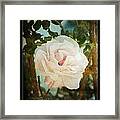 A Rose Is A Rose Framed Print