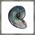 A Single Shell Framed Print