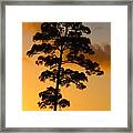 A Single Tree Standing Tall At Sunset. Nature Is So Beautiful. Framed Print