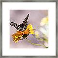 A Sip Of Coreopsis Framed Print