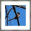 A Spotted Towhee Mid-song Framed Print