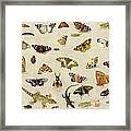 A Study Of Insects Framed Print