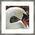 A Swan's Elegance Framed Print
