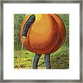 A Swell Peach Framed Print