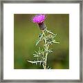 A Thorny Beauty Framed Print