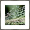 A Thousand Diamonds - Tiny Iced Water Drops Hang Of A Pine Leave Framed Print