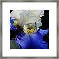 A Touch Of Elegance Framed Print