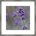 A Touch Of Lavender Framed Print