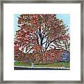 A Tree In Sherborn Framed Print