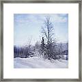 A Tree In The Cold Framed Print