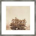 A Tree In The Fog Framed Print