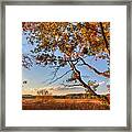 A Trees View Of Autumn On The Marsh Framed Print
