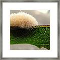 Troublesome Tribbles Framed Print