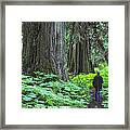 A Walk In The Ancient Forest Framed Print
