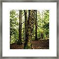 A Walk In The Woods Framed Print