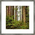 A Walk Inthe Forest Framed Print