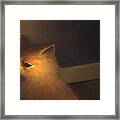 A Warm Corner For Kitty   No.1 Framed Print