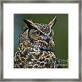 A Watchful Eye... Framed Print