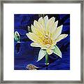 A Waterlily Framed Print