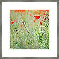 A Wildflower Meadow With Red Poppies Framed Print