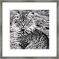 A Young Maine Coon Framed Print