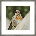 A Young Robin Framed Print
